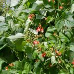 Fleurs - Haricot d'Espagne Varié - face recto